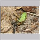 Astata boops - Wanzengrabwespe w04c 10mm beim Nesteintrag - Niedringhaussee.jpg